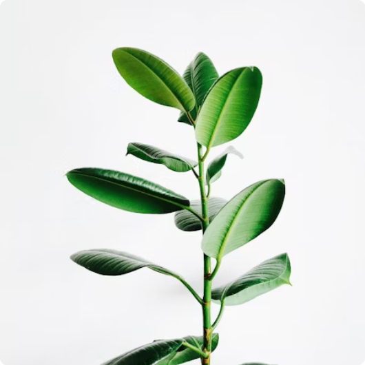 About the Campaign